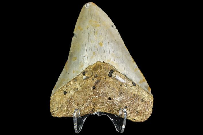 Fossil Megalodon Tooth - North Carolina #109026